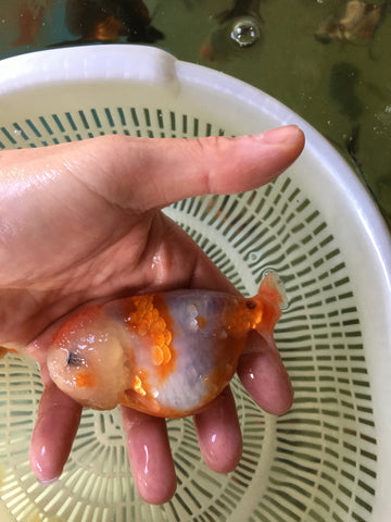 Hua Mao Lion (Flower Cat Lion) Goldfish. Chubby face and overall cute appearance. 