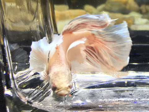 dumbo halfmoon betta