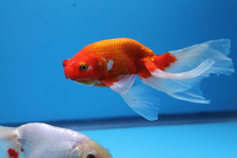 Red and White Phoenix Eggfish with pom poms