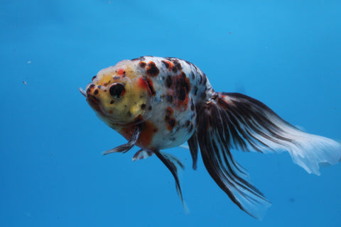 Calico Eggfish with Phoenix Tail