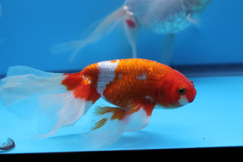 Red and White Eggfish with Phoenix tail