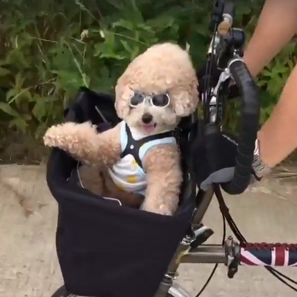 cat bicycle basket