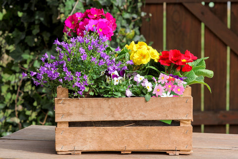 Crate of garden flowers and seeds