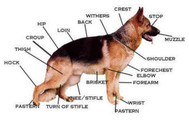 Dog Anatomy - Mobility Health