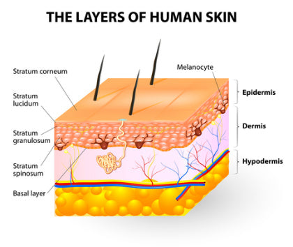 Skin Anatomy - Mobility Health