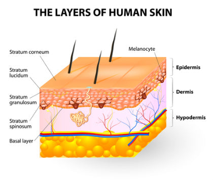 skin anatomy