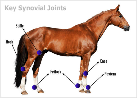 Horse Anatomy - Mobility Health