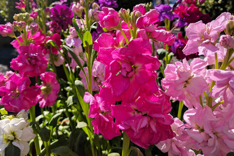 pink stock flowers