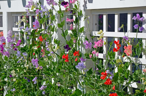 lattice colorful sweet pea flowers