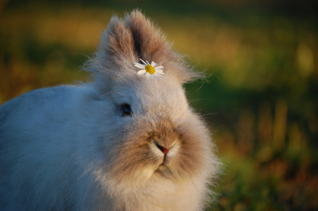 3 Reasons Why You Should Use Cruelty-Free Cosmetics
