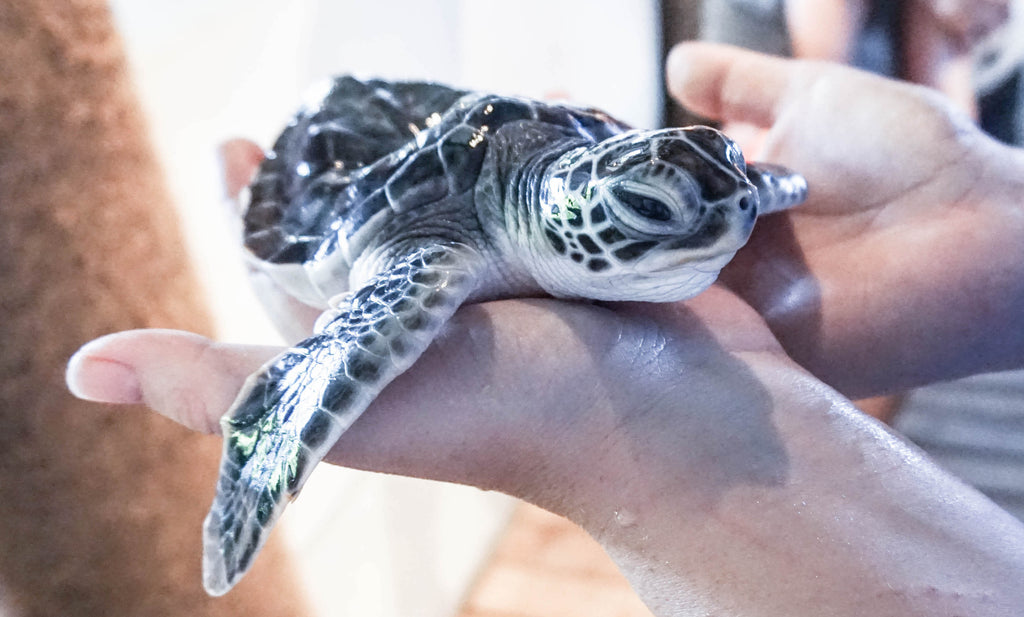 turtle_maldive_rescue