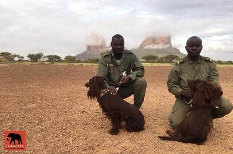 global conservation force ranger teams with dogs