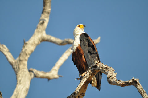 Wildlife Facts - African Fishing Eagles - Thieves in the Sky