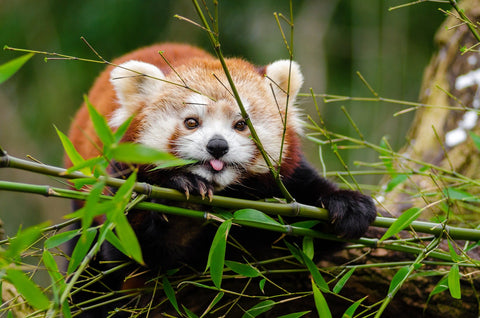 Cute Red Panda with Tongue Out