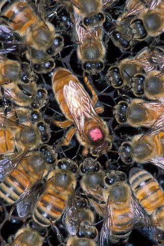 queen bee in colony