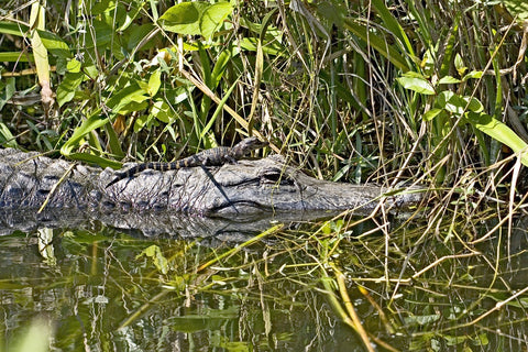 alligator mom with baby alligator on head in water