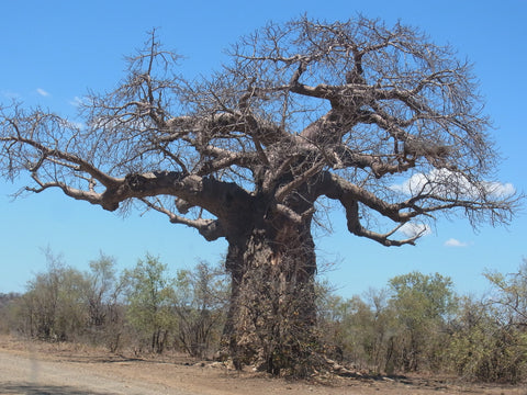 boabab tree of life