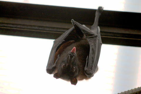 Bat Upside Down with Tongue
