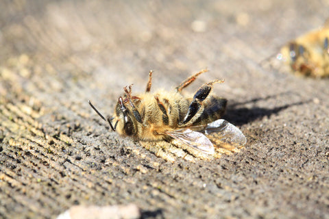 bee dead pesticide