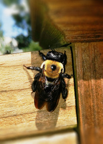 carpenter bee on wood