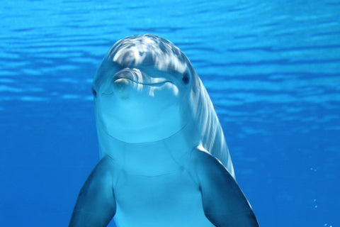 dolphin smiling underwater