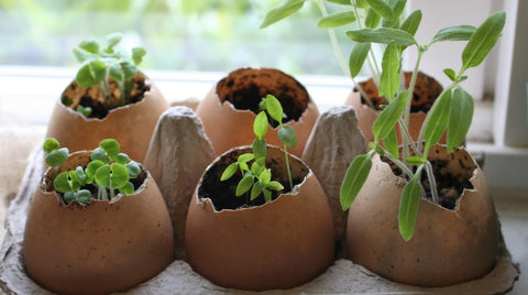 Eggshell potting plants