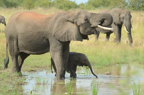 mom and baby elephant drinking water at watering hole