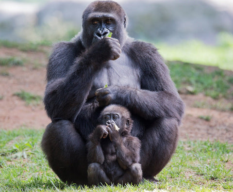 Gorilla Baby and Mom