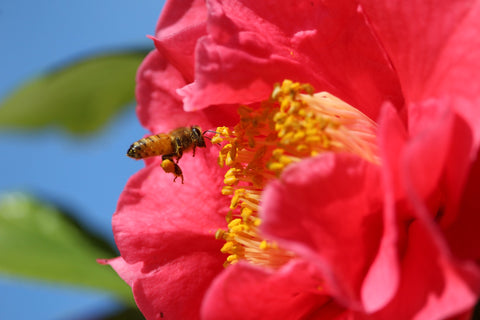 bee pollinating bug pink flower