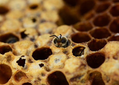 drone bee hiding in honeycomb