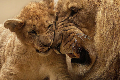 male lion and baby lion cub