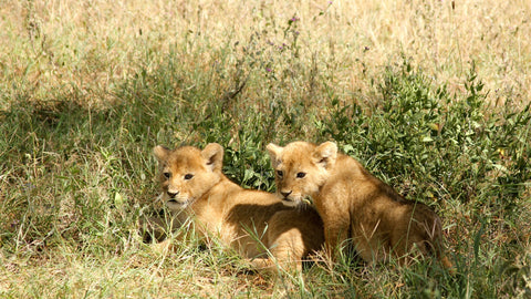 two baby lion cubs