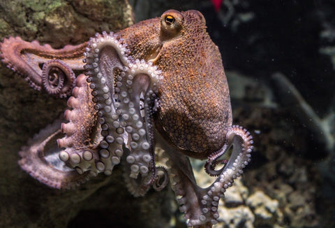 octopus climbing on wall 