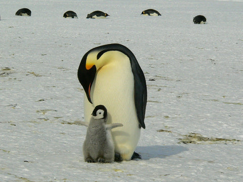parent and baby emperor penguin