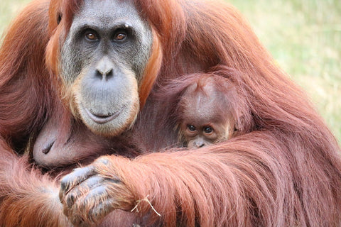 orangutan mo and baby cuddling