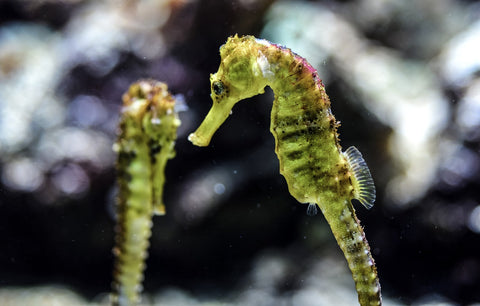 two seahorses