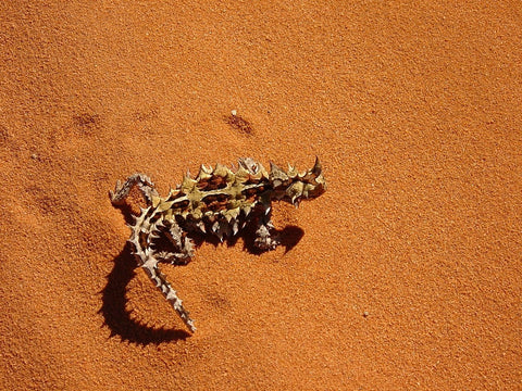 Thorny Dragon Lizard on Sand
