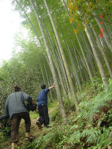 Bamboo forest next to wild tea garden (left) Wuyishan