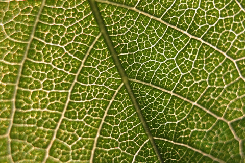 chlorophyll