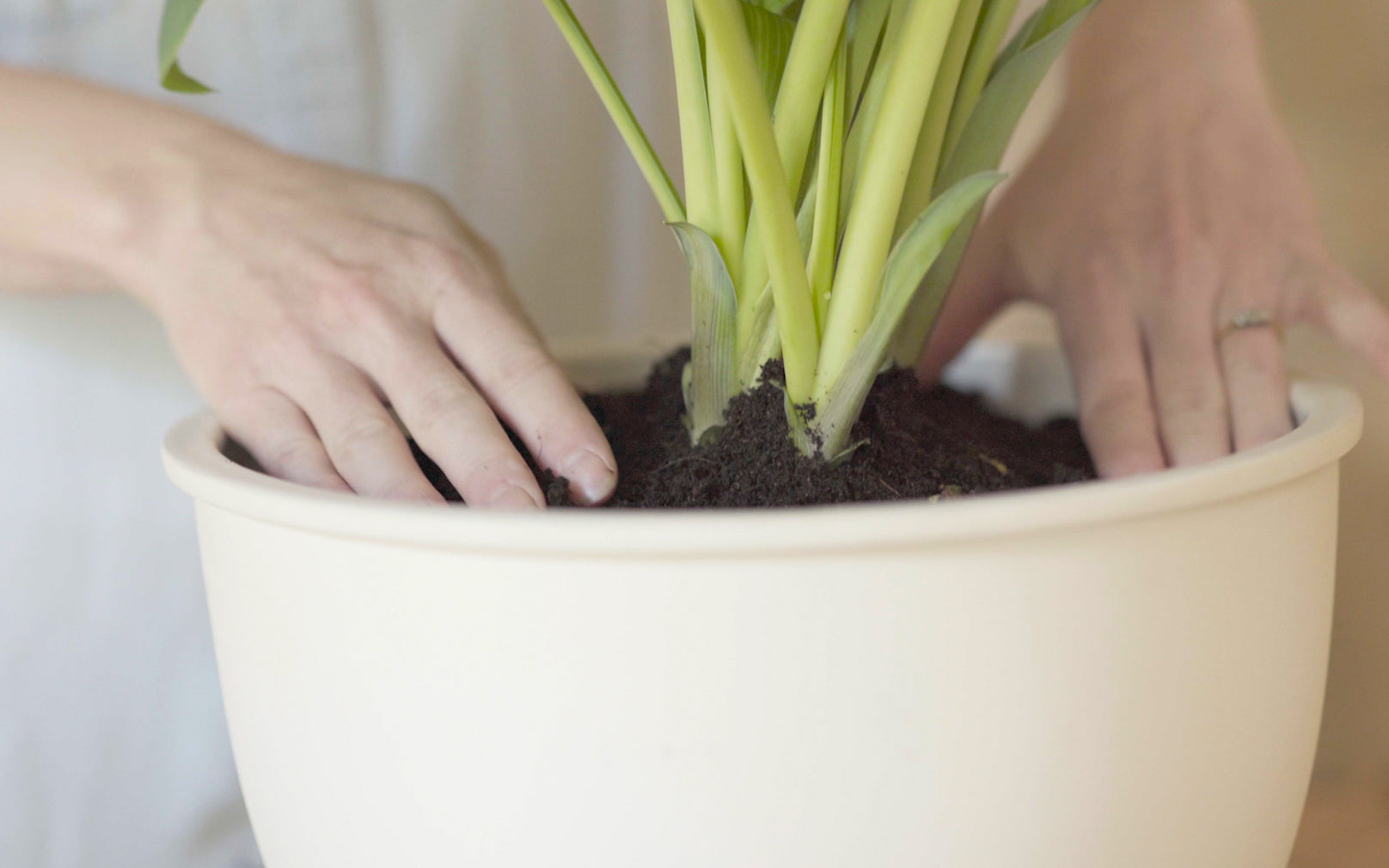 Planting in the Morvah Bowl