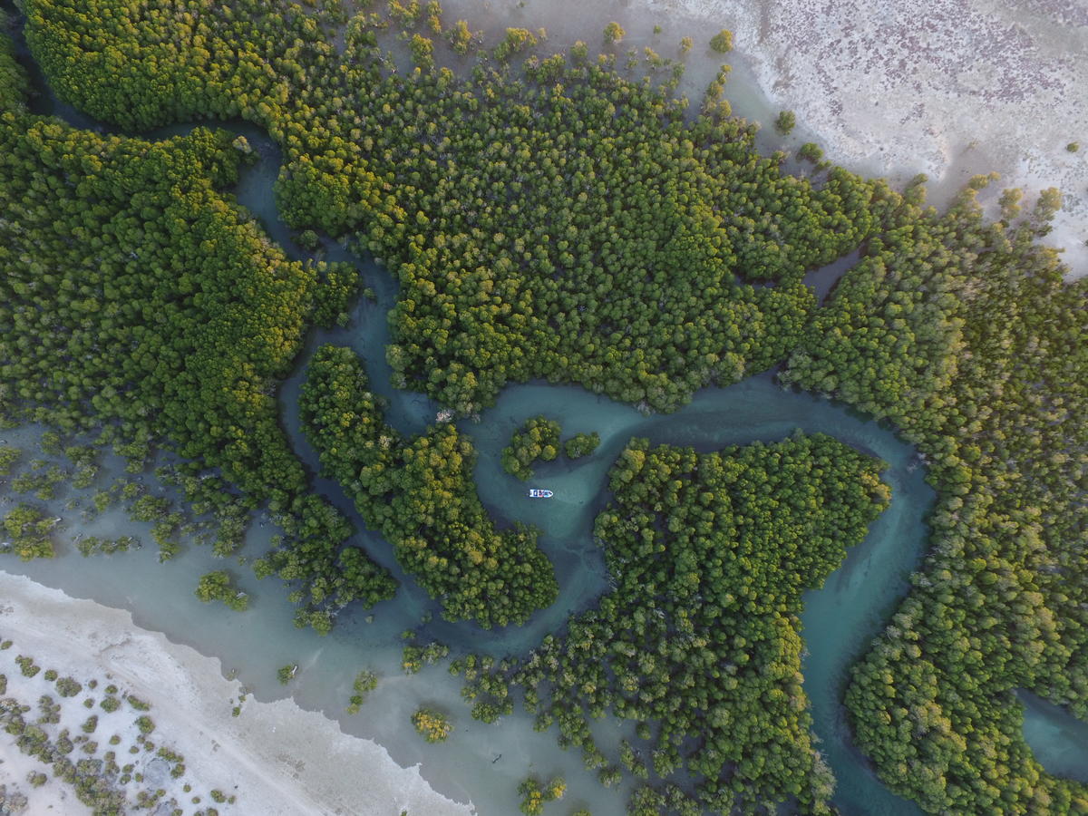WWF river through forest