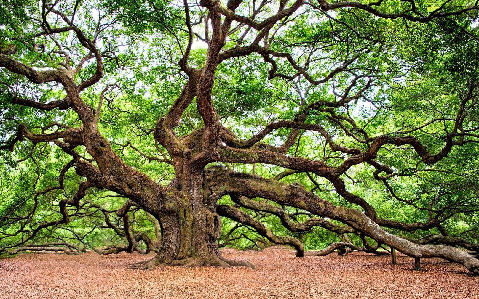 royal oak tree