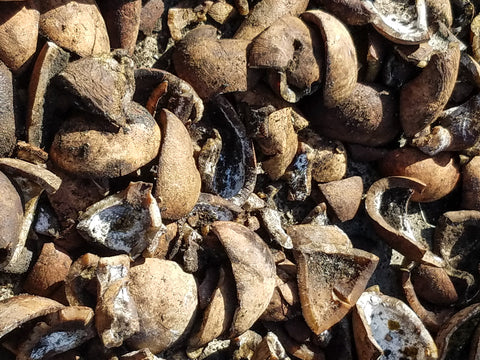 copra rotting coconuts