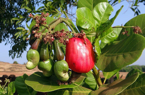 cashew fruit