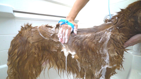 Rinsing Pet using Aquapaw pet cleaning brush