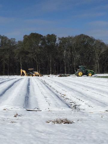 Chill hours for strawberries snow south ga