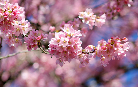 National Cherry Month