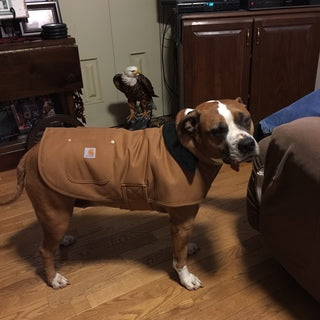 carhartt dog jacket