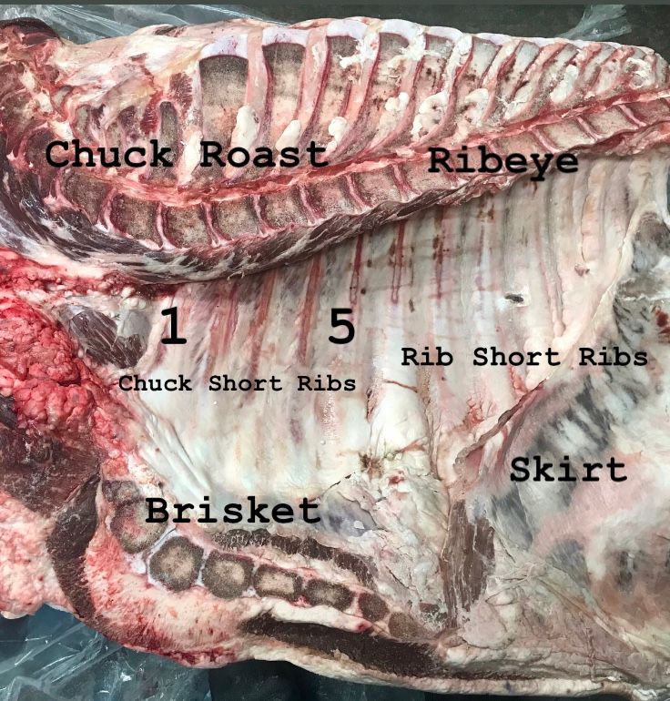 Photo of beef ribs with diagram showing different sections of ribs