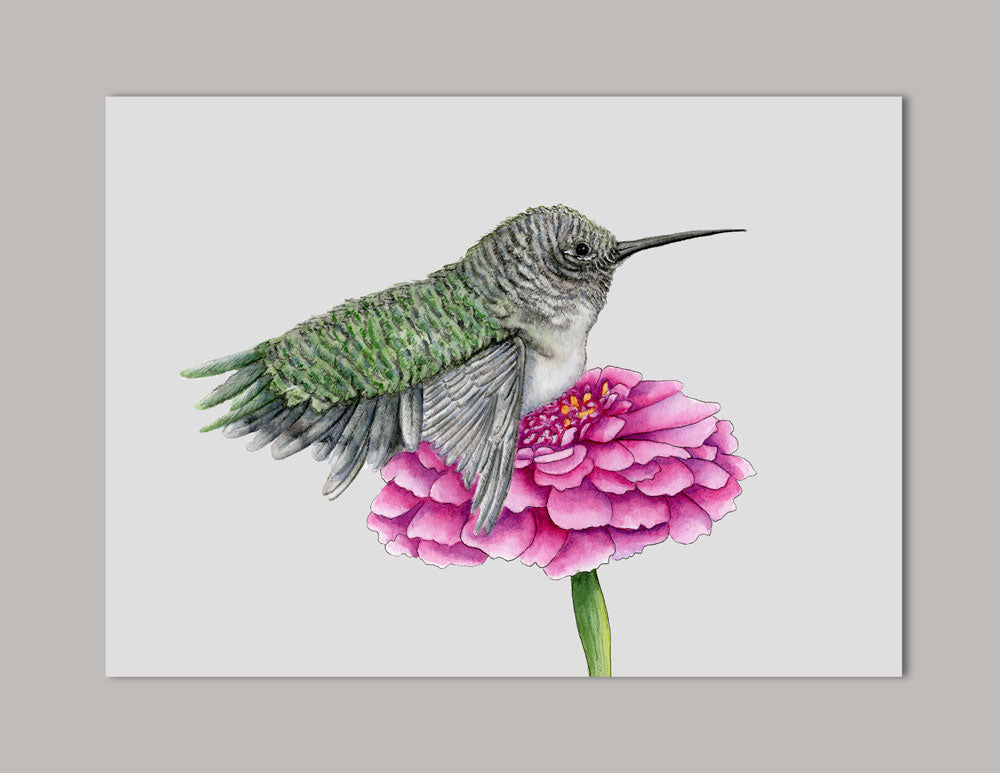Hummingbird on Gerber Daisy Art Print